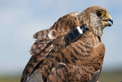 localizador gps